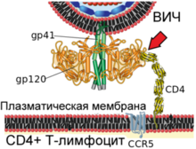 1. Взаимодействие вирусного белка gp120 с клеточным рецептором CD4 (указано красной стрелкой)