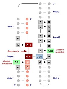 Folding of the hairpin ribozyme in its native tertiary structure. The ribozyme sequence is shown in grey, whilst the substrate sequence is light red. The cleavage and ligation site (dark red) is between nucleotides A-1 and G+1. Important sequences within loops A and B are shown, with black dots indicating non-Watson-Crick interactions between nucleotides. The two catalytic nucleotides are shown in green, and the critical nucleotide C25, which forms a Watson-Crick base pair with G+1 at the reaction site, is shown in blue. Hairpin-ribozyme-tertiary-structure-v2.jpg