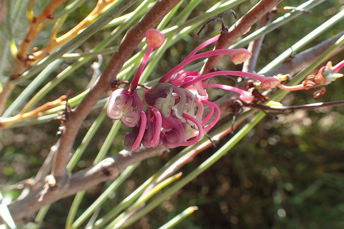 Hakea rhombales