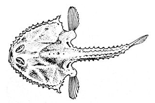 <i>Halieutaea</i> Genus of fishes