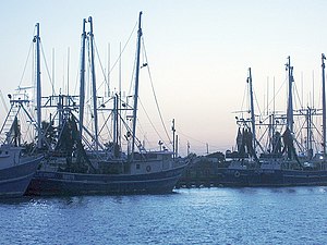 Estuaries Of Texas