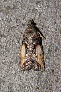<i>Harmologa scoliastis</i> Species of moth