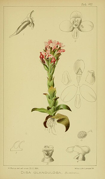 File:Harry Bolus - Orchids of South Africa - volume III plate 046 (1913).jpg