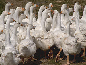 Geflügel: Zoologische Ordnung des Geflügels, Geflügelprodukte, Siehe auch