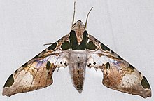 Hawkmoth (Adhemarius palmeri) (25372733038).jpg