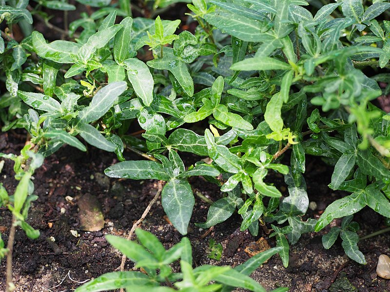 File:Hedera helix 'Marie Luise' Bluszcz pospolity 2017-05-21 01.jpg