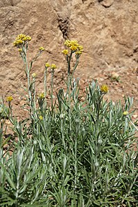 Helichrysum hyblaeum 0056.jpg