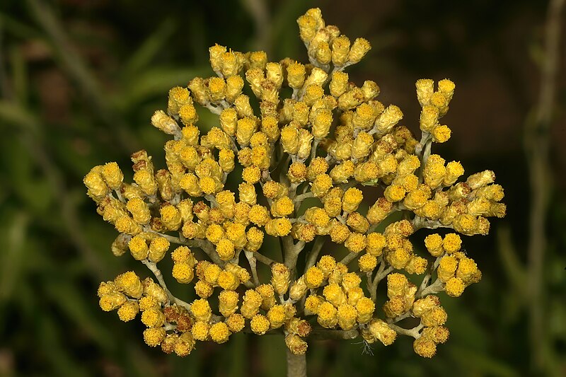 File:Helichrysum nudifolium var. nudifolium 1DS-II 4-6487.jpg