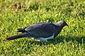   New Zealand pigeon (Hemiphaga novaeseelandiae)