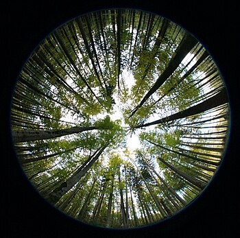 Hemispherical photograph used to study LAI, canopy closure, or other canopy indices. Hemispherical photo1.jpg