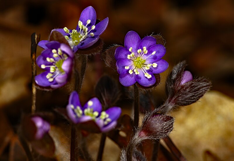 File:Hepatica (49860456418).jpg