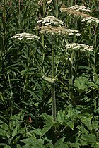 Heracleum maximum