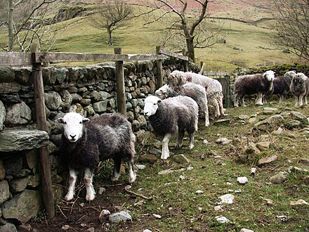 Herdwick sheep in an extensive hill farming system, Lake District, England