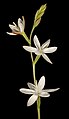 Hesperantha Falcata: Plantspesie