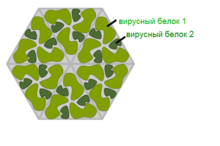 У гигантских вирусов есть ферменты цикла Кребса