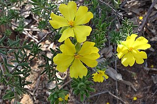 <i>Hibbertia covenyana</i> Species of flowering plant