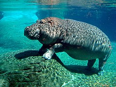 Hippopotame complètement immergé (zoo de San Diego).