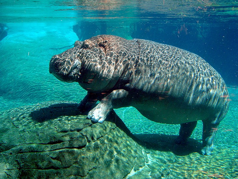 Completely submerged hippo