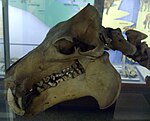 Hippopotamus lemerlei skull.jpg