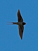 Rauchschwalbe (Hirundo rustica)