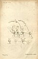 Bulbophyllum nutans plate 107 in: A.A. Du Petit-Thouars: Histoire particulière des plantes Orchidées (1822)