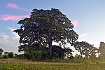 Historic Muvule Tree 3.jpg