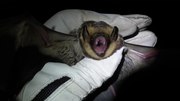 File:Hoary Bat (Lasiurus cinereus).webm