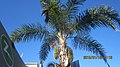 Hollywood, Los Angeles, CA, USA - panoramio (160).jpg