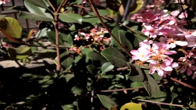 Datei: Honey Bee Pollinating.webm