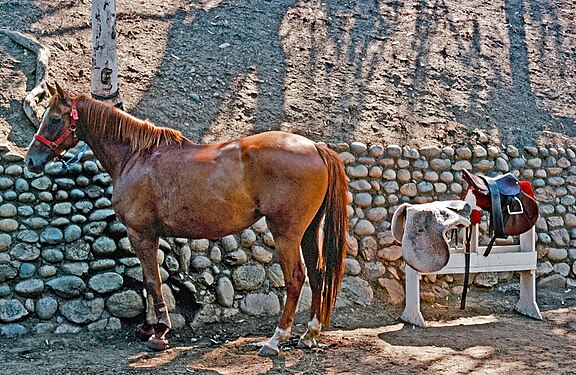 Horse and Tack At Will Rogers State Historic Park