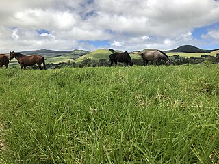 Parker Ranch Working cattle ranch on the Island of Hawaii in the U.S. state of Hawaii