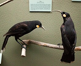 The extinct huia had one of the most bizarre cases of sexual dimorphism in a bird; the larger female (right) had a long, curved bill adapted to probe into deep holes in living wood, while the smaller male (left) had a short, chisel-like bill to strip dead wood. Huia, Canterbury Museum, 2016-01-27.jpg