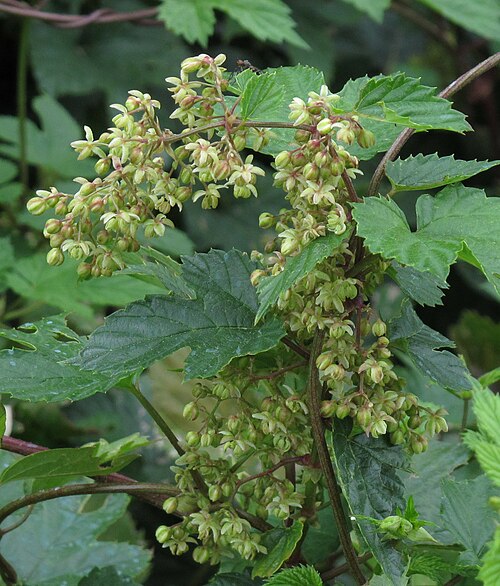 male inflorescences