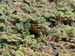 Description de l'image Hyloxalus elachyhistus - Cara y ojos.jpg.