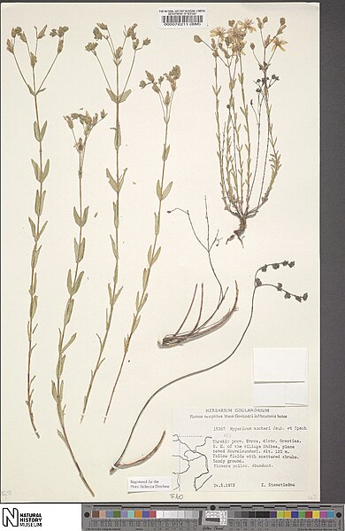 File:Hypericum aucheri.jpg