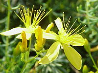 Hypericum coris