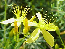 Hypericum coris1.jpg