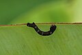 * Nomination Geometer moth Caterpillar --Vengolis 02:09, 14 July 2016 (UTC) * Promotion Good quality. --Johann Jaritz 03:39, 14 July 2016 (UTC)