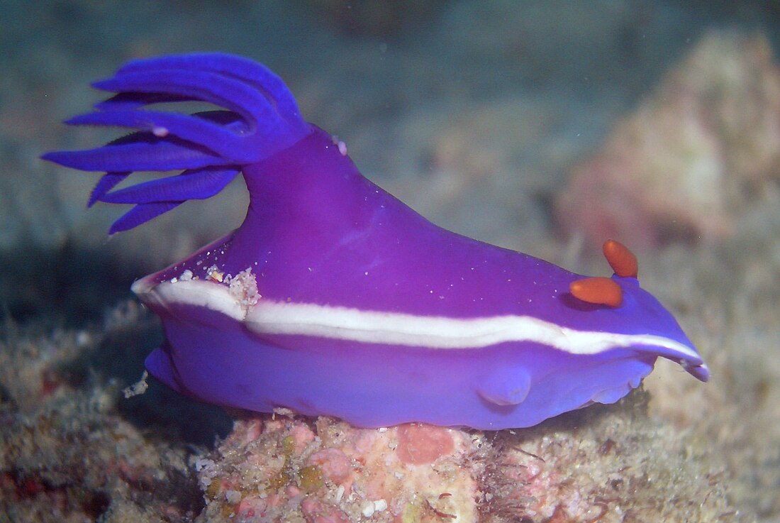 Hypselodoris bullockii