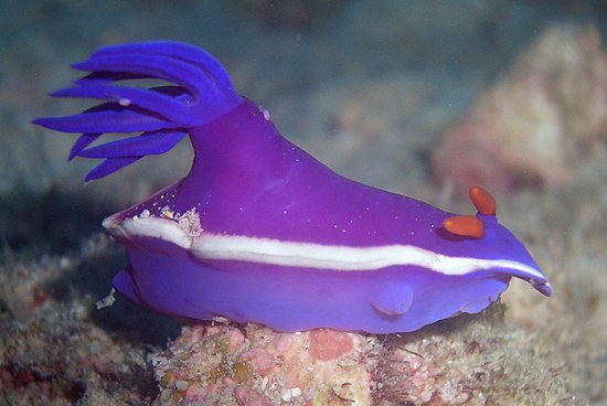 Необычные обитатели. Hypselodoris bullockii. Фиолетовый морской СЛИЗНЯК. Голубой СЛИЗЕНЬ моллюск. Необычные морские жители.