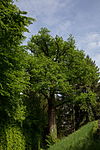 English oak (Quercus robur)