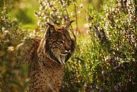 Iberian Lynx adult.