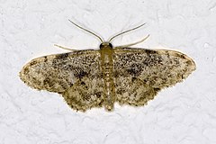 Idaea.inquinata.7226.jpg