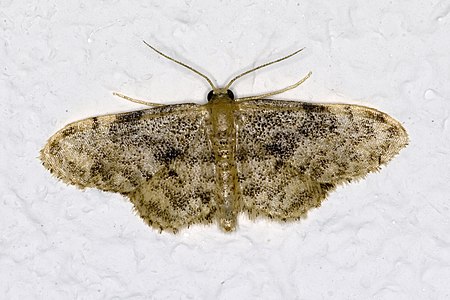 Idaea inquinata