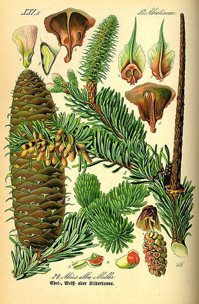 Soubor:Illustration Abies alba0.jpg