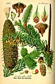 Abies alba plate 24 in: Otto Wilhelm Thomé: Flora von Deutschland, Österreich u.d. Schweiz, Gera (1885)