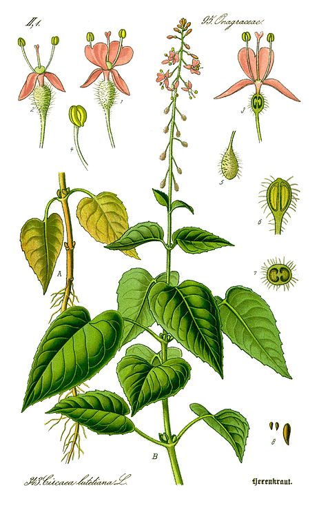 Illustration Circaea lutetiana0 clean.jpg