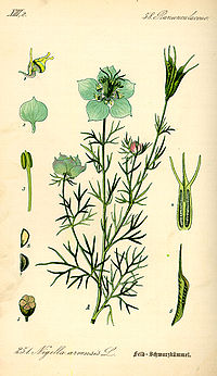 Illustration_Nigella_arvensis0.jpg