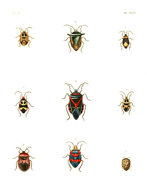 Illustrations of Exotic Entomology III 46.jpg