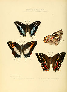 Ilustrace nových druhů exotických motýlů Charaxes III.jpg